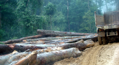 Timber logging