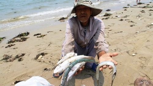 Người dân các vùng biển miền Trung lao đao vì cá chết hàng loạt (Ảnh: Nld.com.vn)