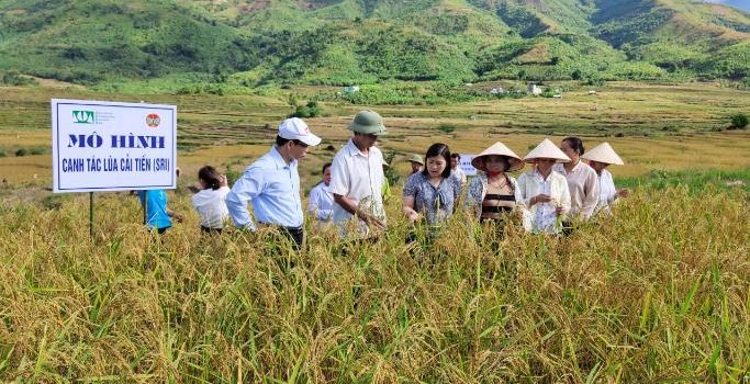 Lúa cải tiến: Hãy xem hình ảnh về lúa cải tiến, loại cây trồng đầy tiềm năng nhờ những cải tiến công nghệ hiện đại. Chúng tăng năng suất và chịu nhiệt, giúp người nông dân thu hoạch nhiều hơn, tốn ít hơn. Cùng khám phá những tinh hoa của nông nghiệp Việt Nam.