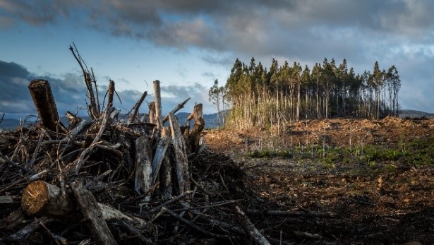 Thảo luận trực tuyến về Luật chống phá rừng của Liên minh châu Âu (EUDR)
