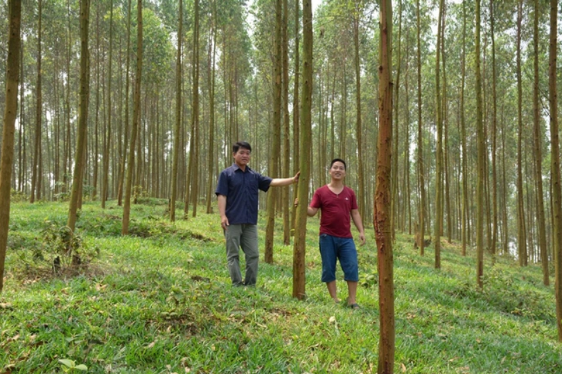 Huy động nguồn lực xã hội cho trồng rừng