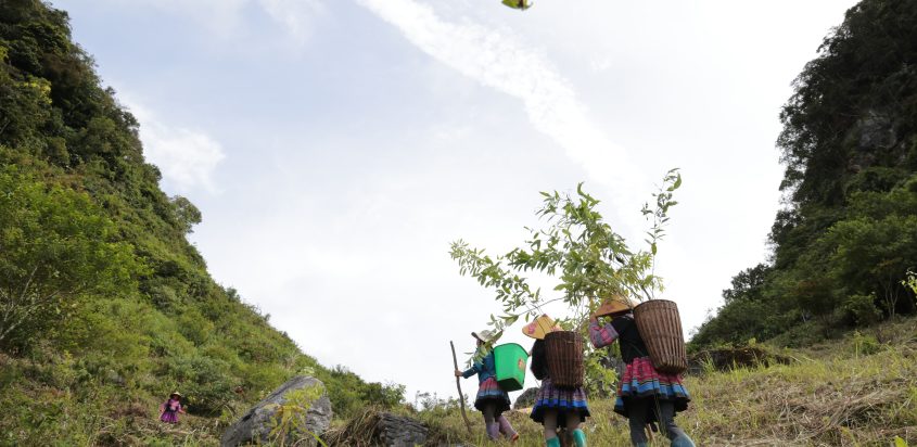 Khởi động chiến dịch “Góp lá vá rừng 2025” – Cùng bảo vệ rừng Tây Bắc