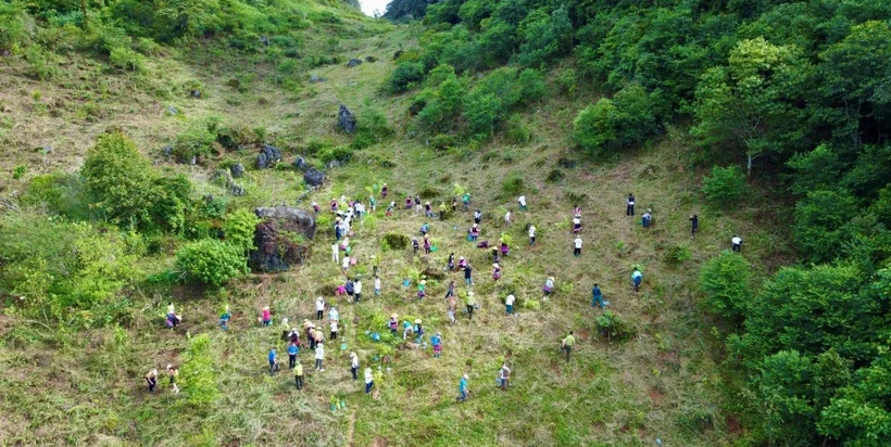 Chống sạt lở, phát triển “ngân hàng carbon”: Cần giải quyết “rừng trên giấy”