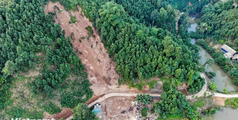 “Bắt tay” tái sinh rừng: Hành động vì một Việt Nam xanh, phát triển bền vững