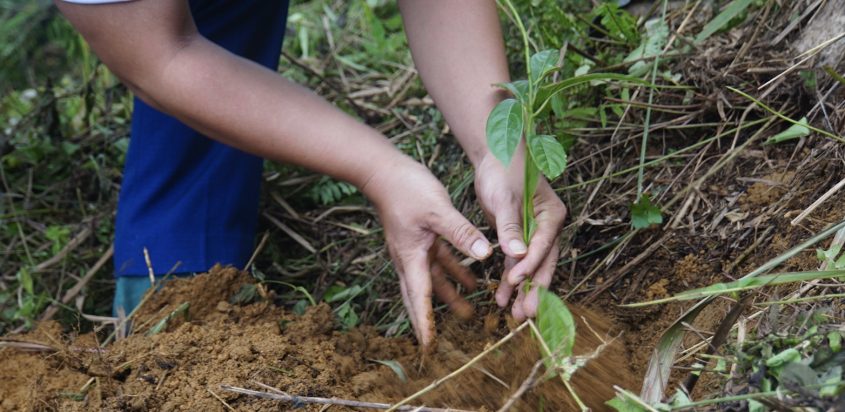 Vì Trái đất xanh – Vì “Rừng xanh lên”