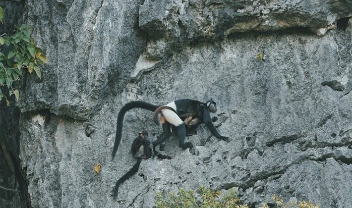 Kiến nghị khẩn cấp thành lập Khu bảo tồn Voọc mông trắng tại Ninh Bình